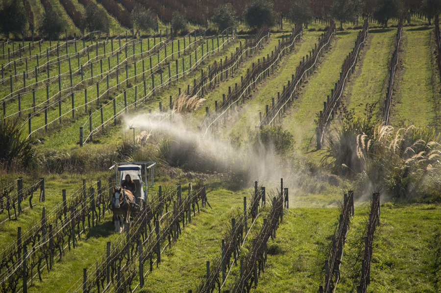 Clydesdale horse powers spraying of prep 500 at Sersin Estate, Marlborough, New Zealand